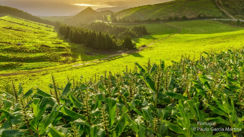 Close to Lagoa do Fogo (Lake/Lagoon of Fire) is a crater lake within the Água de Pau Massif stratovolcano in the center of the island of São Miguel in the Portuguese archipelago of the Azores. The highest lake located on the island of São Miguel.